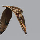 Hibou des marais