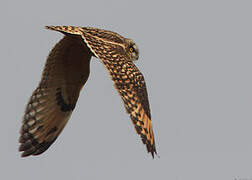 Short-eared Owl