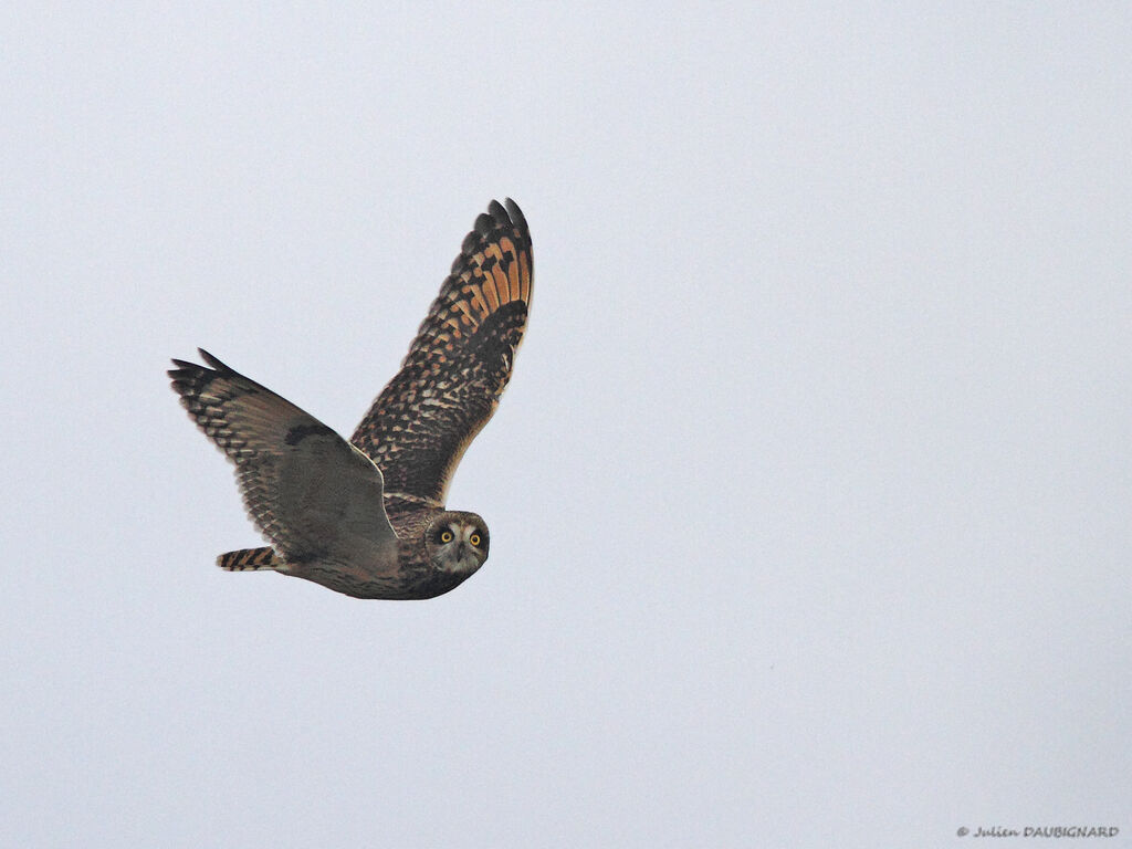 Hibou des marais, Vol