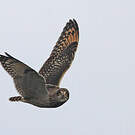 Hibou des marais