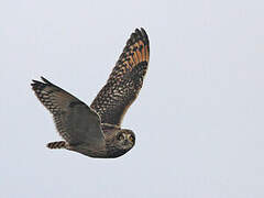 Short-eared Owl