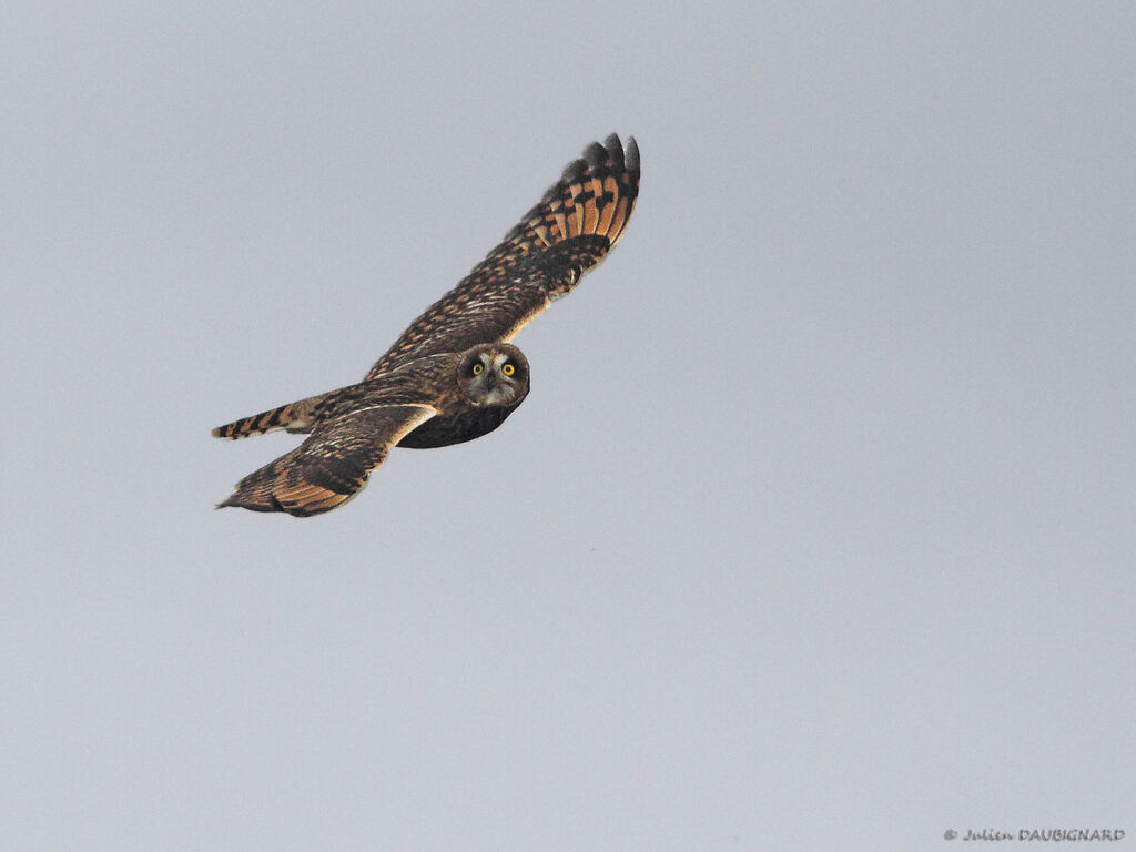 Hibou des marais, Vol