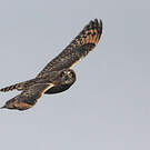 Hibou des marais