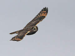 Short-eared Owl