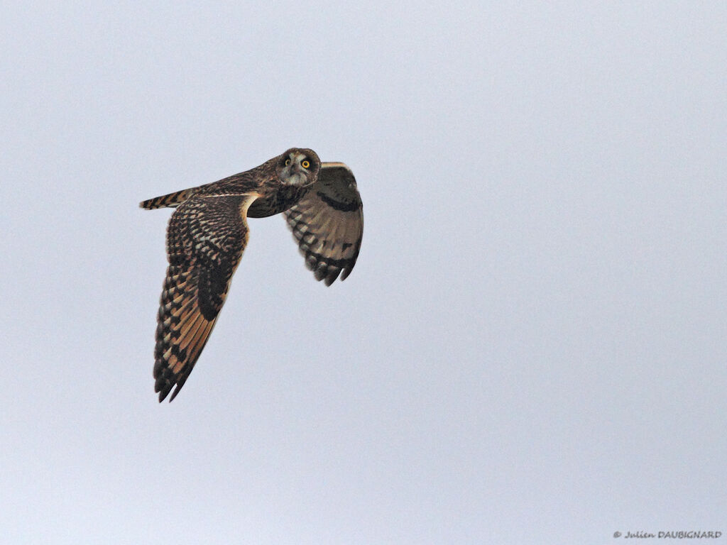 Hibou des marais, Vol