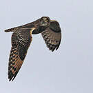 Hibou des marais