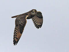 Short-eared Owl