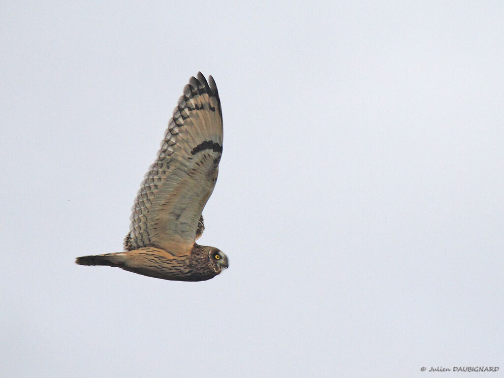 Hibou des marais, Vol