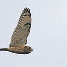 Hibou des marais