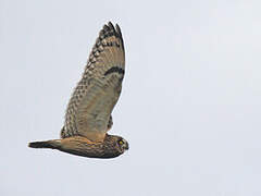 Short-eared Owl