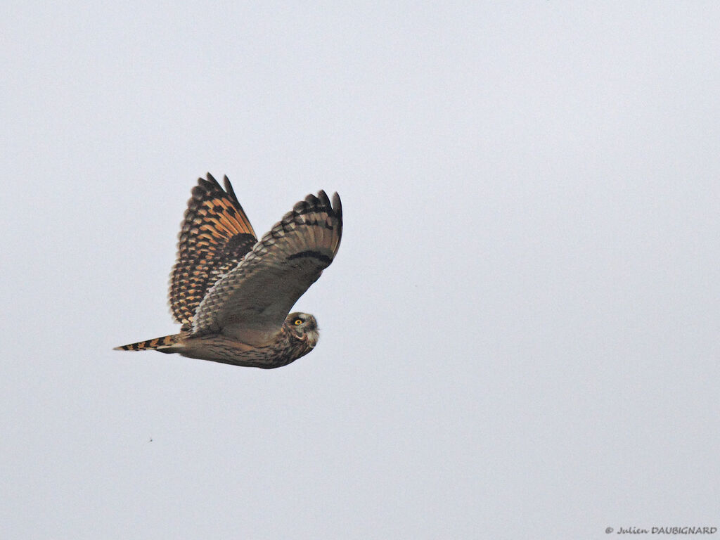 Hibou des marais, Vol