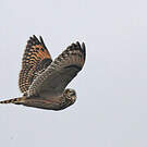 Hibou des marais