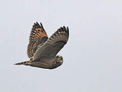 Short-eared Owl