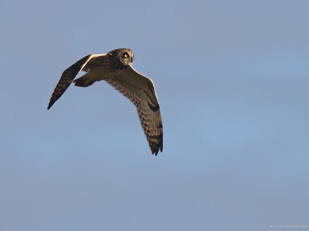 Hibou des marais, Vol