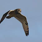 Hibou des marais