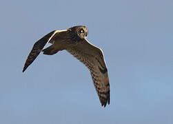 Short-eared Owl