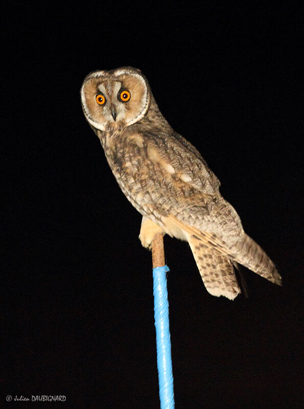 Long-eared Owl, identification