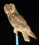 Long-eared Owl