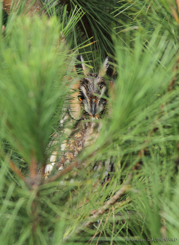 Long-eared Owl