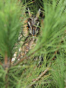 Long-eared Owl