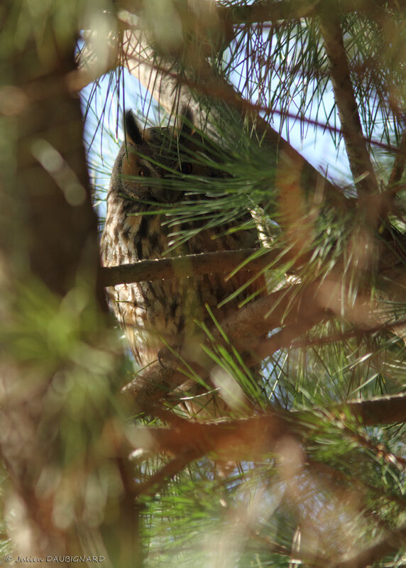 Long-eared Owl