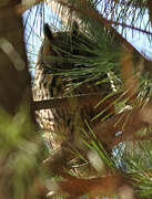 Long-eared Owl