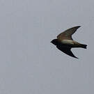 Hirondelle à ailes hérissées