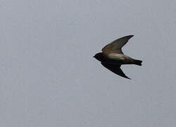 Northern Rough-winged Swallow