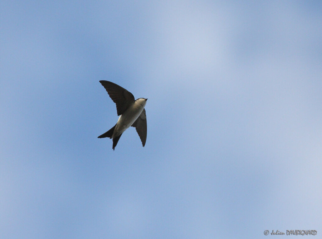 Western House Martin, Flight