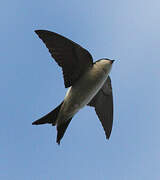 Western House Martin