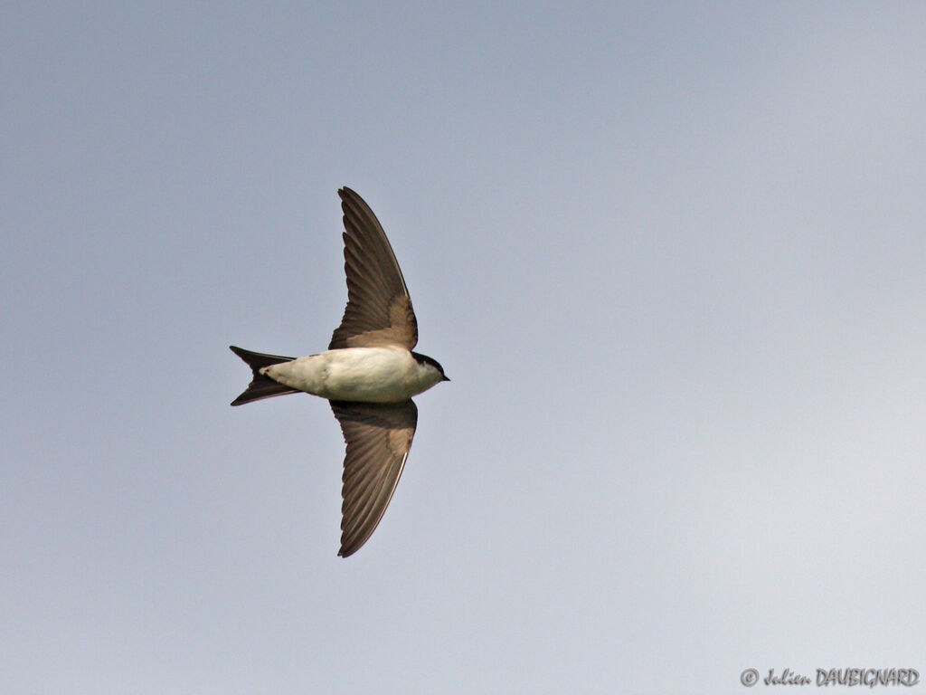 Common House Martin, Flight