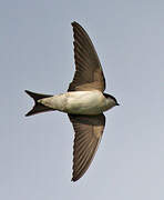 Western House Martin