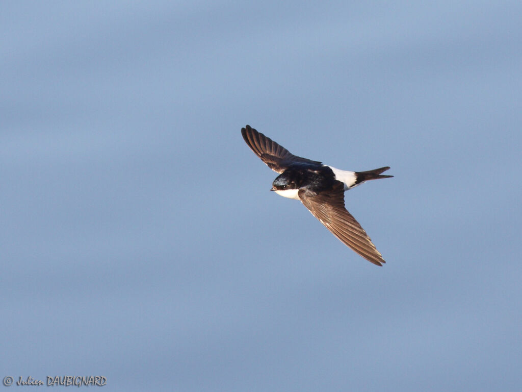 Western House Martin, Flight