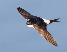 Western House Martin