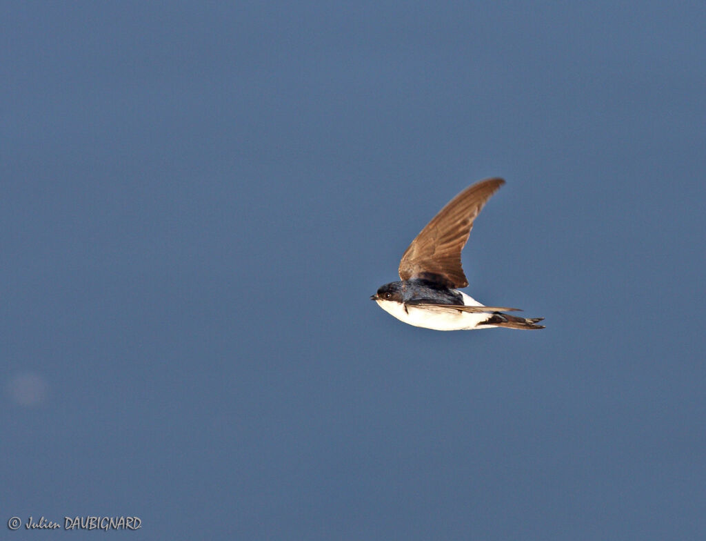 Common House Martin, Flight