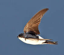 Western House Martin