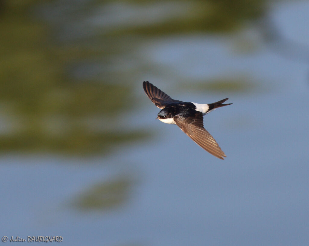 Common House Martin, Flight