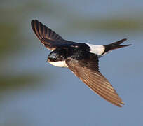 Western House Martin