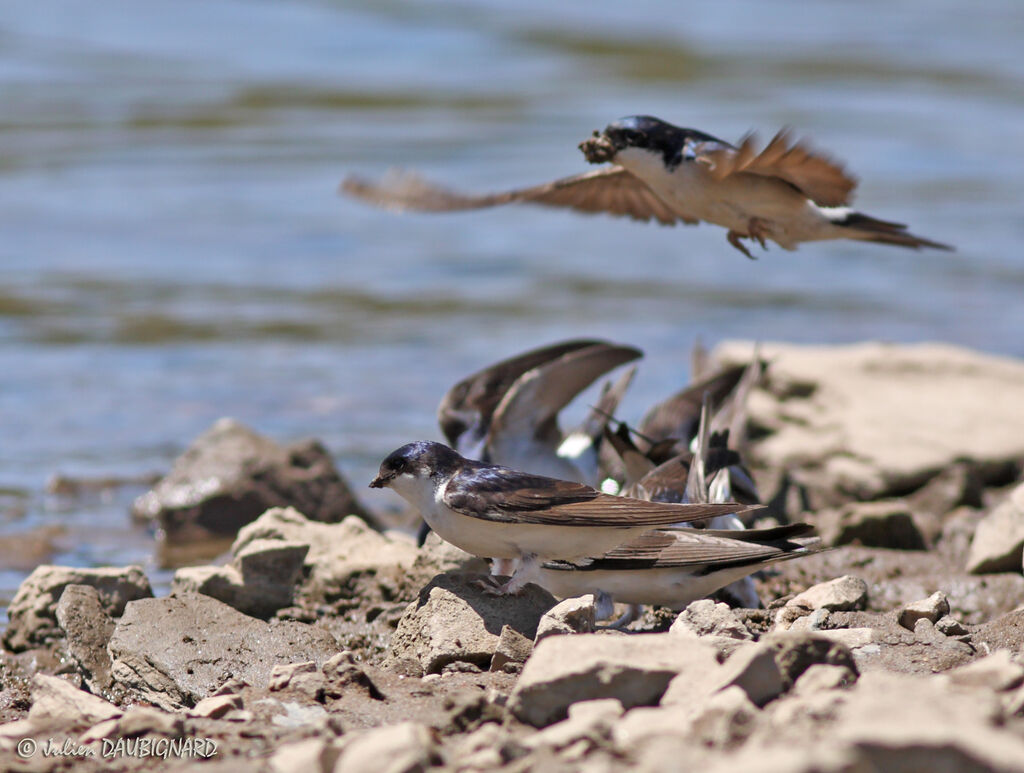 Common House Martin, Behaviour