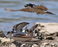 Western House Martin