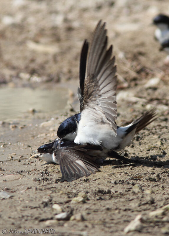 Western House Martin, Behaviour