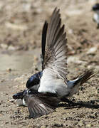 Western House Martin