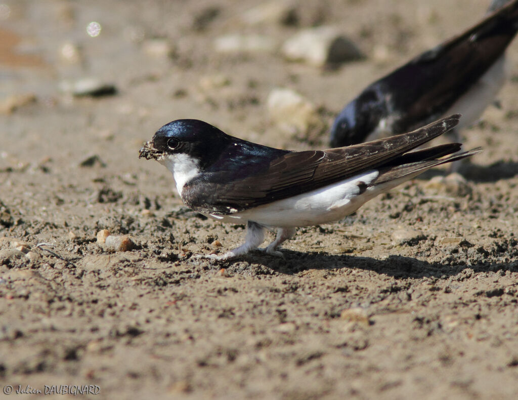 Common House Martin, identification