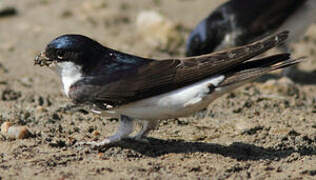 Common House Martin