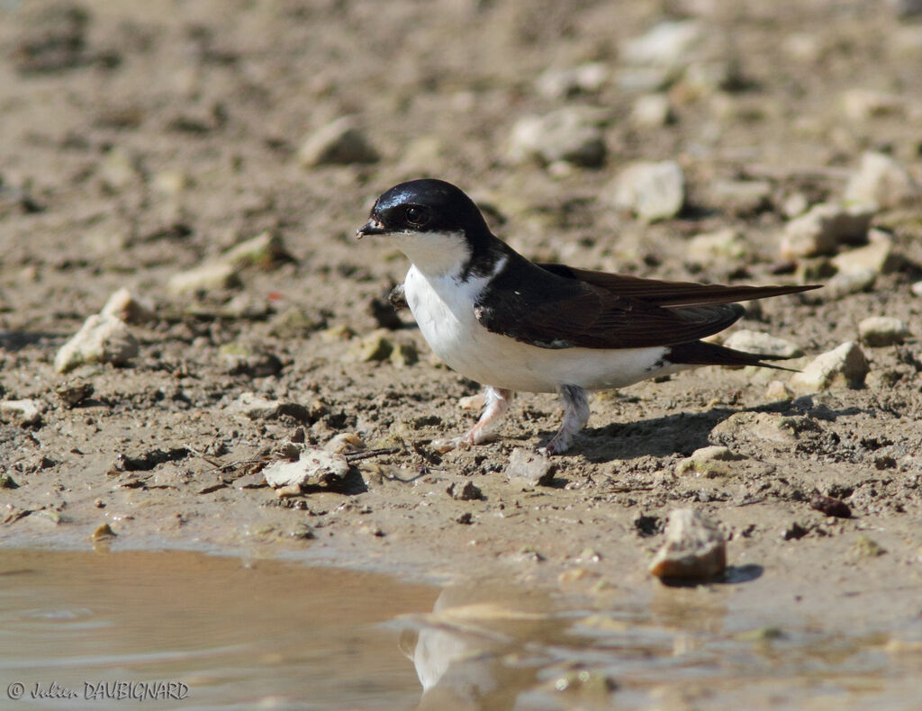 Common House Martin, identification