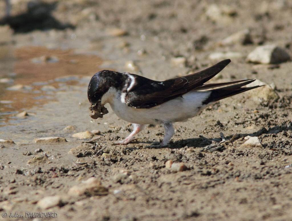 Western House Martin, identification, Behaviour