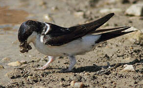 Common House Martin