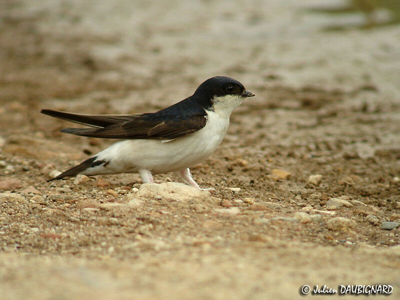 Common House Martin