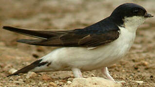 Common House Martin