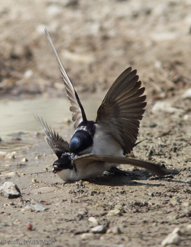 Western House Martin, Behaviour